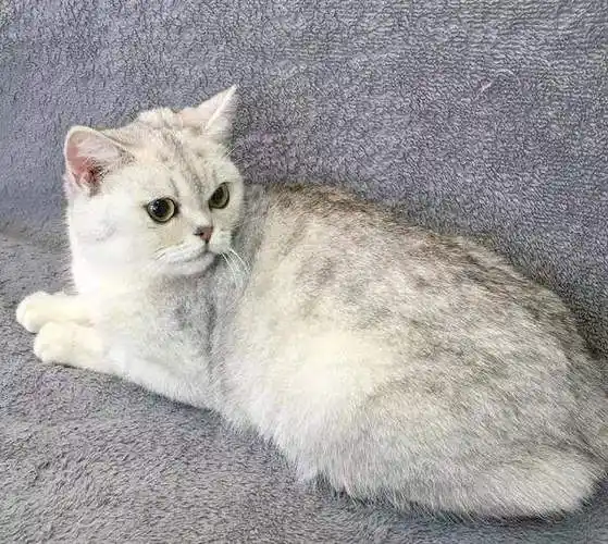 银渐层的价格,你知道吗?