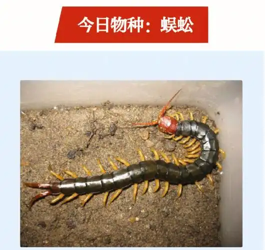 蜈蚣是昆虫吗(有哪些昆虫是益虫)_百科-8s新商盟