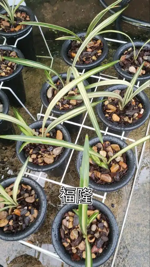 福隆建兰中透艺刚上盆好浇透水