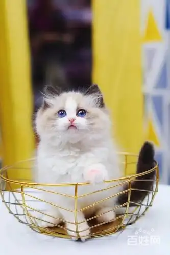 布偶猫高端精品治愈系甜美可爱会撒娇爱卖萌