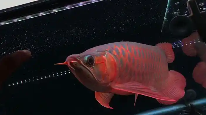 印尼超血红龙 辣椒红龙 金龙鱼活体 龙鱼