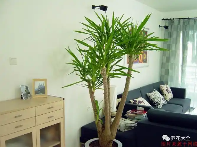 十种旺财又旺宅的植物风水里最吉祥的花