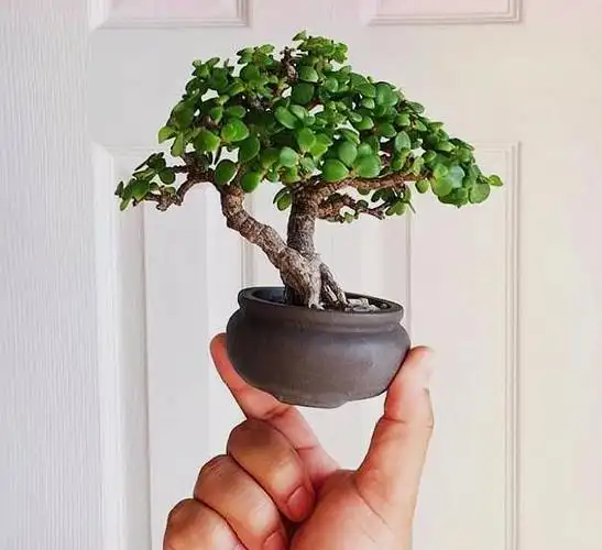 盆栽金枝玉叶,3个"小动作",叶片饱满有光泽,轻松变成美盆景