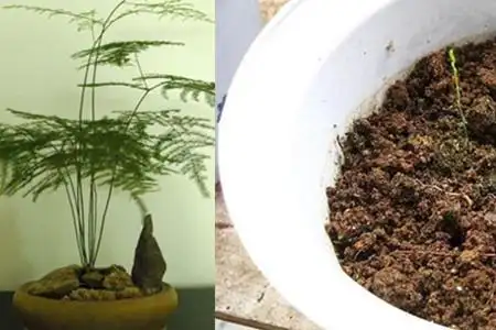 【图】文竹种子播种方法 教你正确种植这种花卉