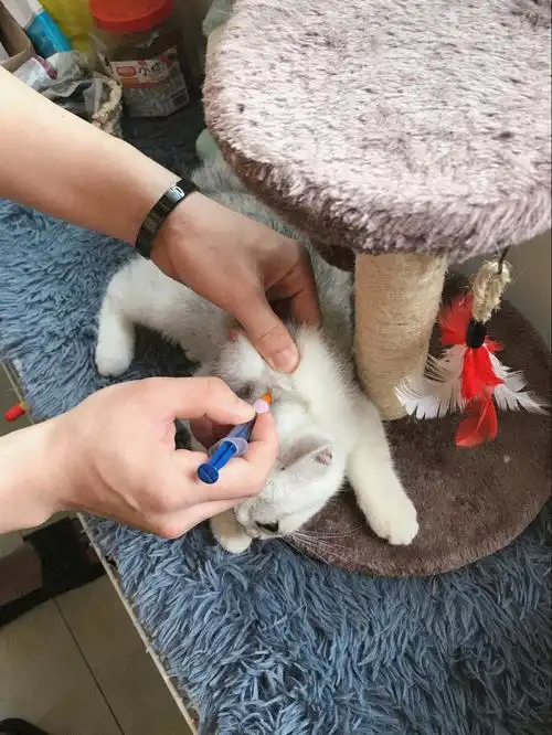 猫咪打完猫三联,还需要打狂犬嘛?