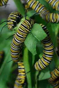 帝王蝶毛虫照片