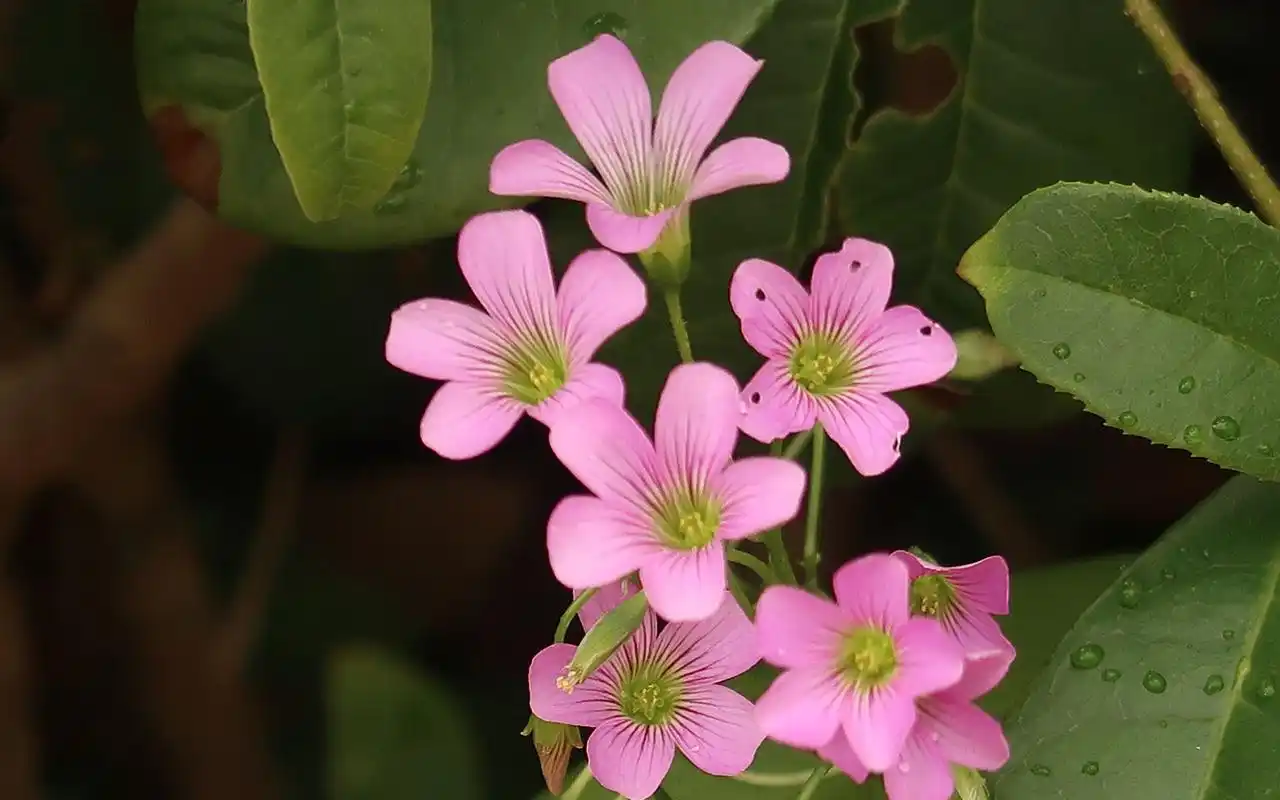 清新淡雅的小花图片桌面壁纸