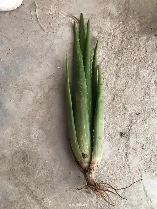 免费分享 山东 5份 库拉索芦荟三年苗4颗.