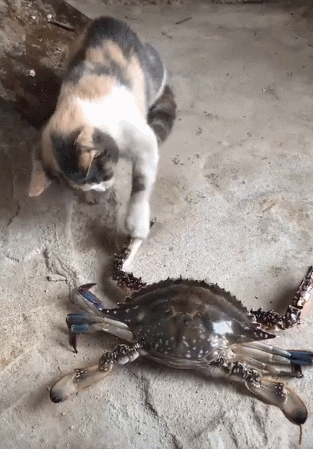 313_449竖版 竖屏gif 动态图 动图