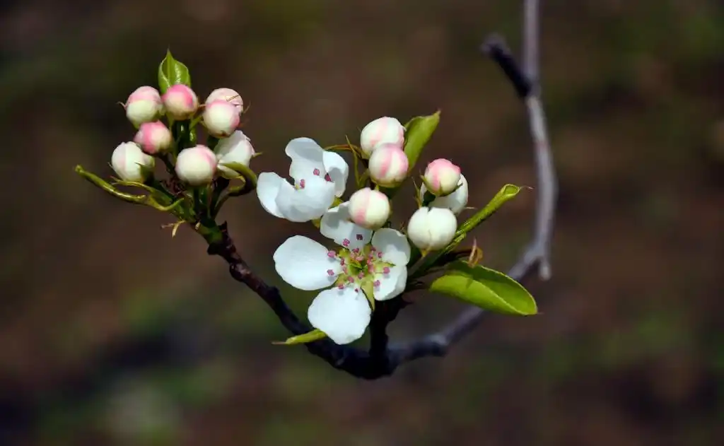 一点庆阳 夜读丨情恋一棵杜梨树(刘志洲)