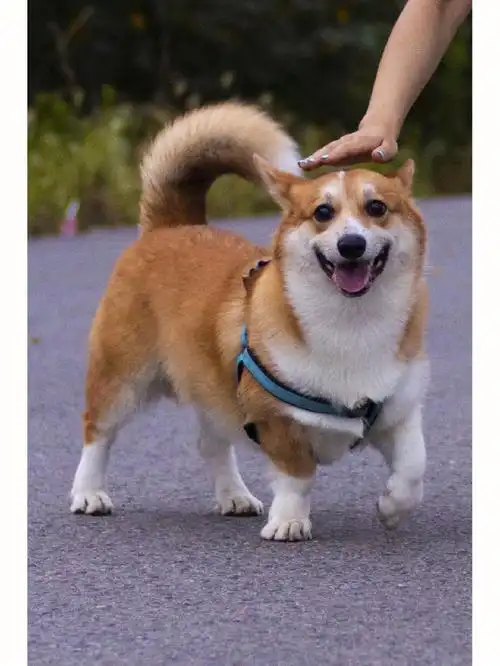 长尾巴柯基再热的天气也抵挡不住想