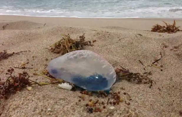 僧帽水母真的有剧毒吗?