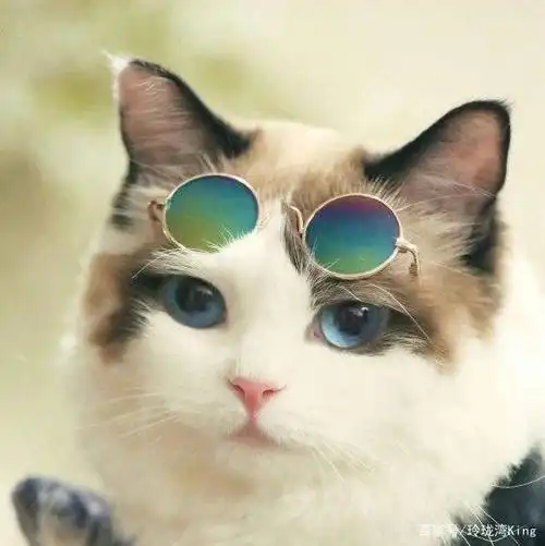 带上小墨镜的小猫咪是不是酷毙了! no.