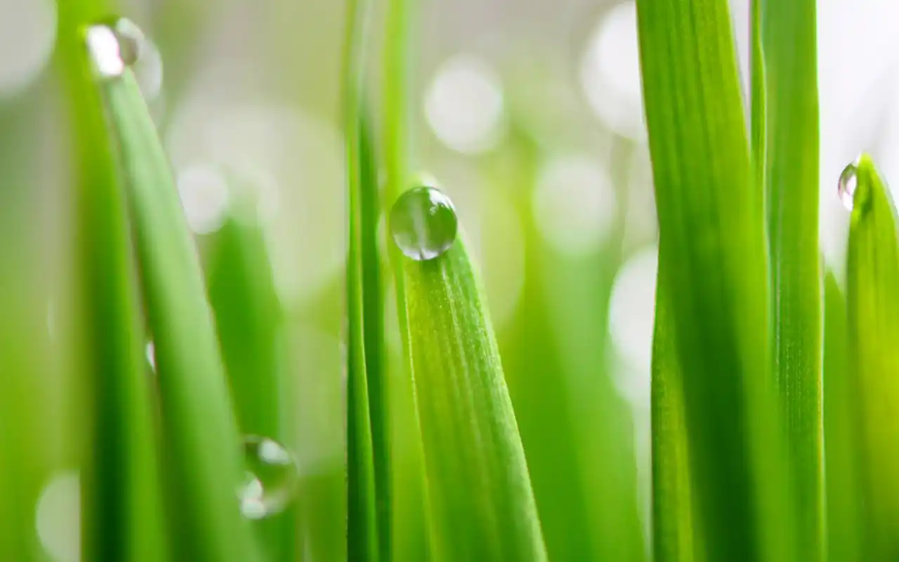 绿色植物护眼桌面壁纸图片下载2