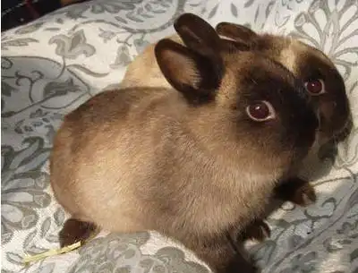 暹罗兔一般多少钱