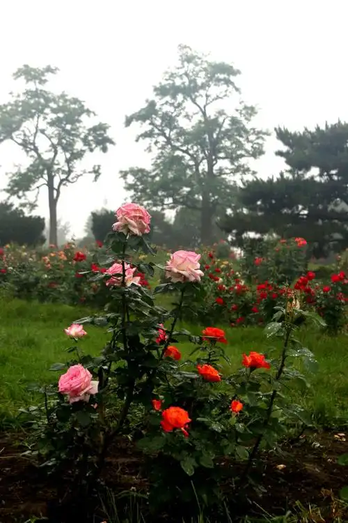 其它 雨中玫瑰 (raining in rose garden) 写美篇天上滴下甘霖露