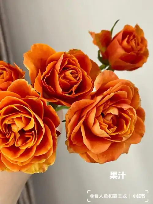 多头玫瑰泡泡果汁