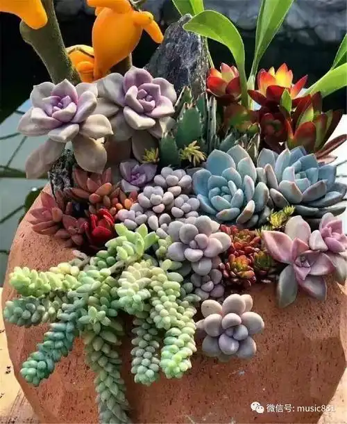 当春日渐暖,爱上花草吧 | 多肉拼盘法则