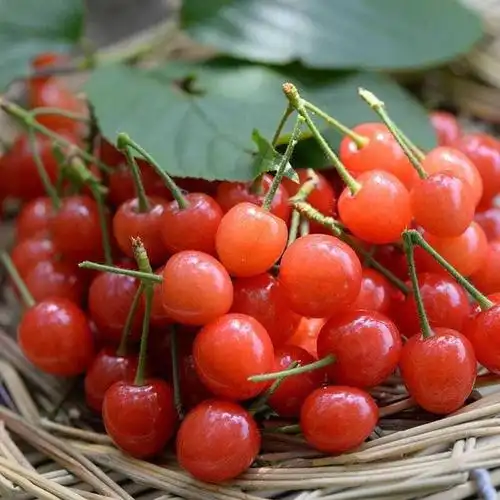 四川黄草小樱桃新鲜水果国产土樱桃2000g