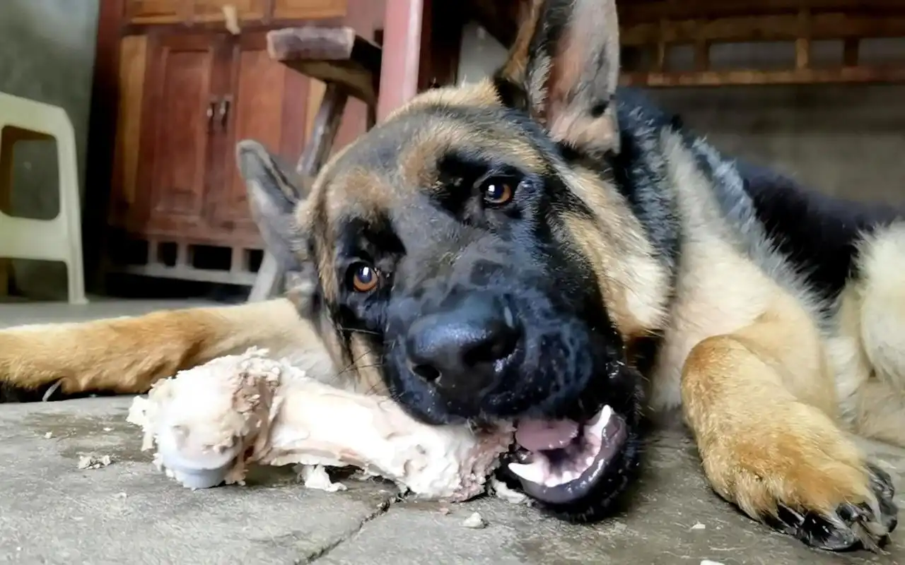 86斤的德牧咬合力超强,天天抱着大骨头啃,农村最幸福的狗