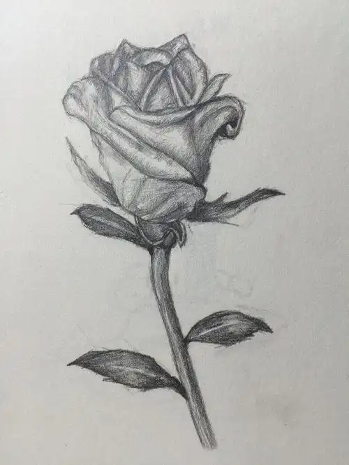 黑玫瑰的简笔画