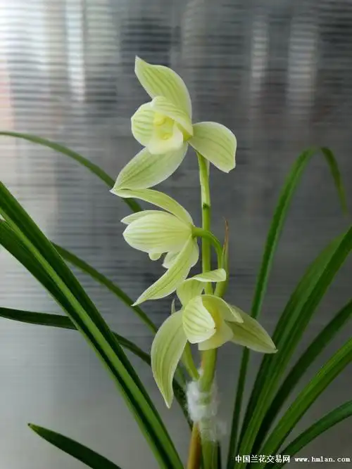 如意素荷3苗 - 中国兰花交易网