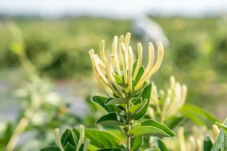 金银花飘香 村民采摘忙