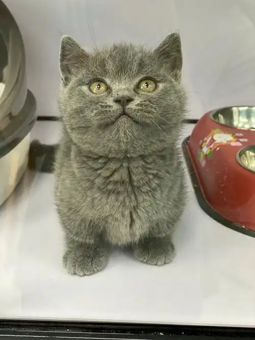 蓝猫矮脚炸腮的小脸白菜价上海可上门挑
