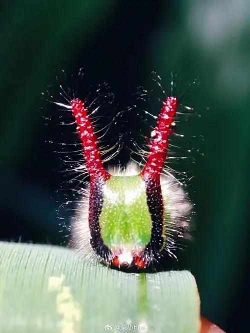 菜小花的昆虫记录