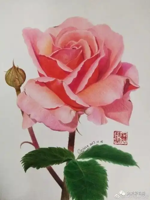 彩铅手绘~美美的一枝花