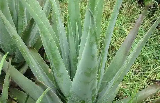 芦荟的品种及图片 - 花卉种植 - 黔农网