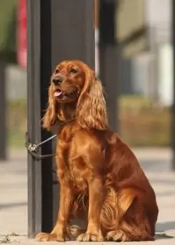 狗种类图片大全_宠物狗种类图片_狗高清图片精选_美桌网