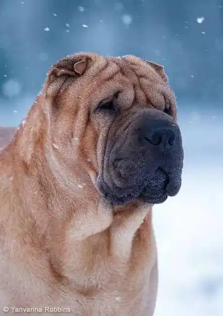 一些传统的香港繁殖者认为,具有硕大头部的"肉嘴沙皮"的繁殖大概是从