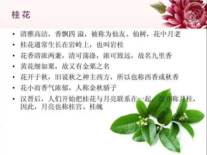 中国传统名花欣赏·桂花