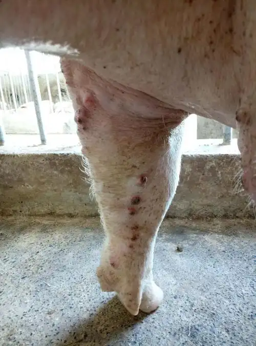 猪身上长水痘到底是猪痘还是猪湿疹