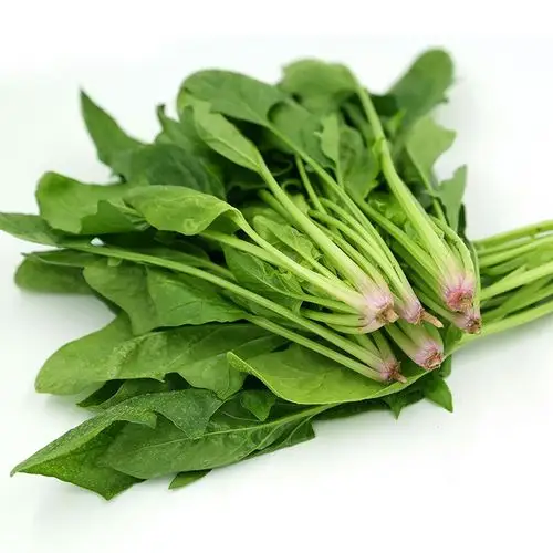 产地直供坏单包赔菠菜新鲜蔬菜农家现摘现发小菠菜嫩甜可口1斤