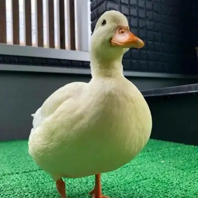 真实鸭子可爱图片头像