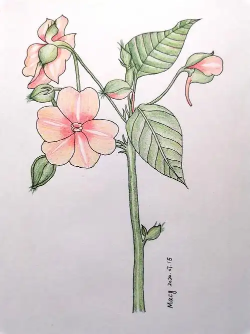 零基础自学彩铅凤仙花