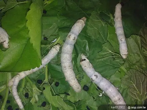 5800遇见蚕宝宝的一生【变态过程】三态