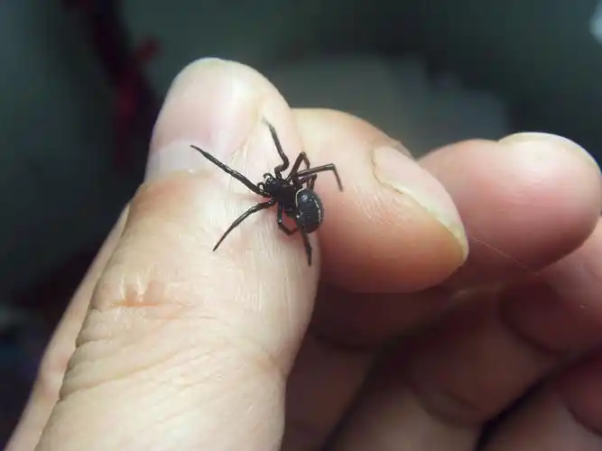 这种蜘蛛属于哪类? 在家长发现,是否要消灭!