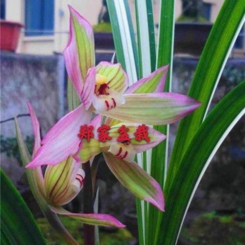 艺草 春剑 明月老种 花艺双全浓香 兰花 盆栽 阳台 花卉 绿植