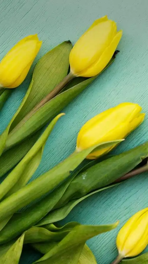 郁金香被誉为"世界花后",高清图片,手机壁纸