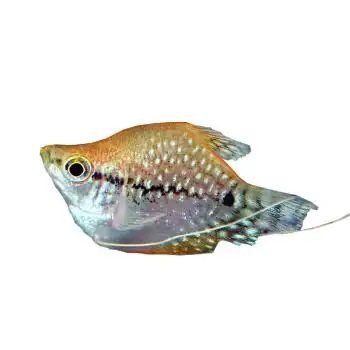 《新》热带观赏鱼草缸黄金马甲球灯鱼活体混养群游鱼快递死亡包损