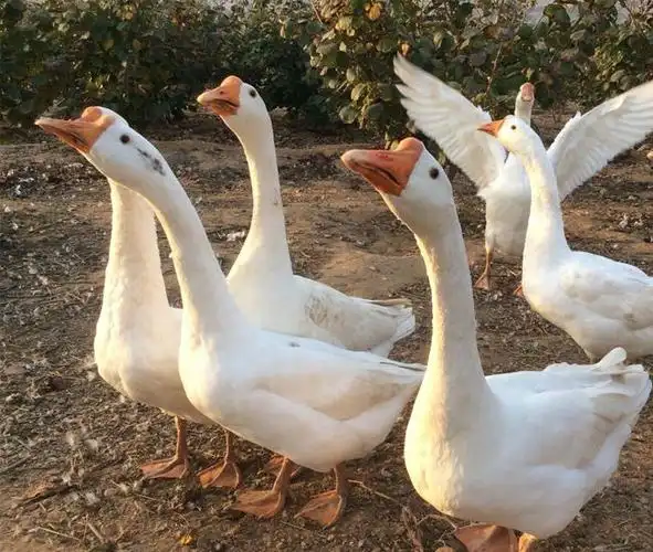 鹅几个月后开始下蛋 - 萌宠来了