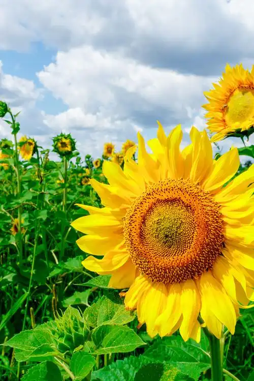 漂亮的向日葵图片