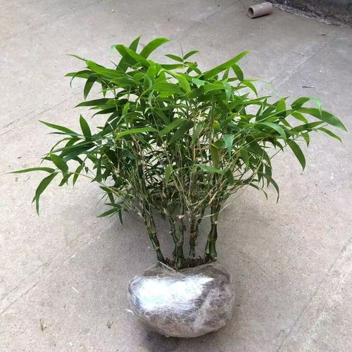 佛肚罗汉竹佛肚竹大肚子室内耐寒老桩竹苗镇宅清仓大盆黄金特大号