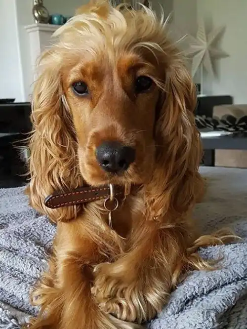 可卡犬的优点和缺点:可爱时尚,但也是爱闹腾的"猎犬"