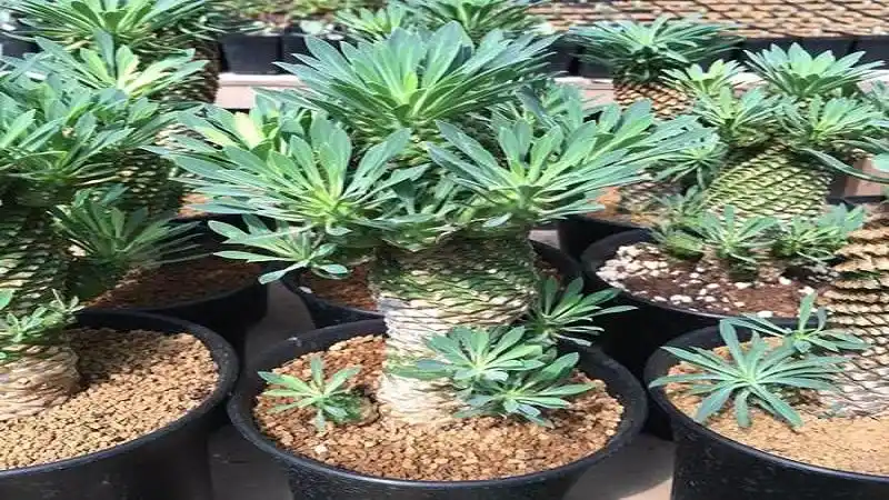 苏铁大戟 - 懂得