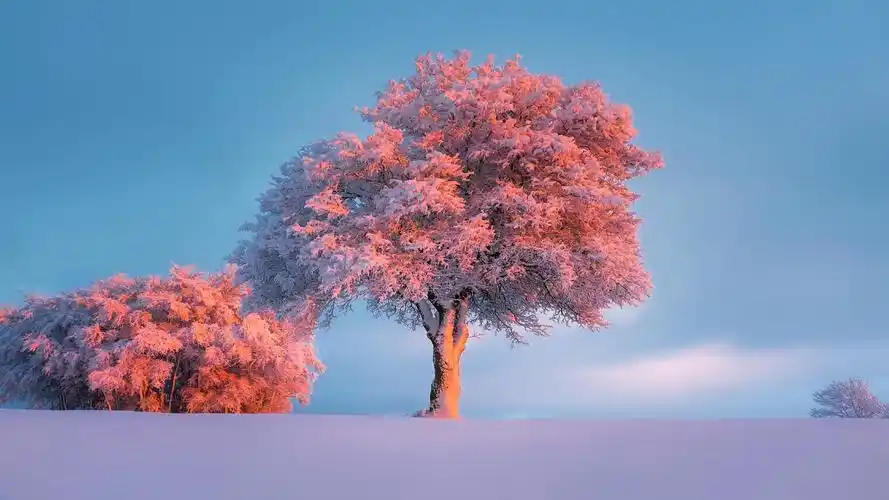 有哪些热门壁纸