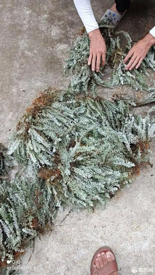 六月霜 鹿茸草,干货,鲜货